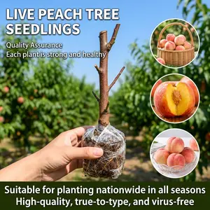 Live Peach Tree Sapling, Fruiting Variety, Perfect for Yard Planting & Potted Cultivation, 15-18 Inches Tall, Robust Premium Seedling.
