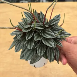 Peperomia S Marino - 4 Inch