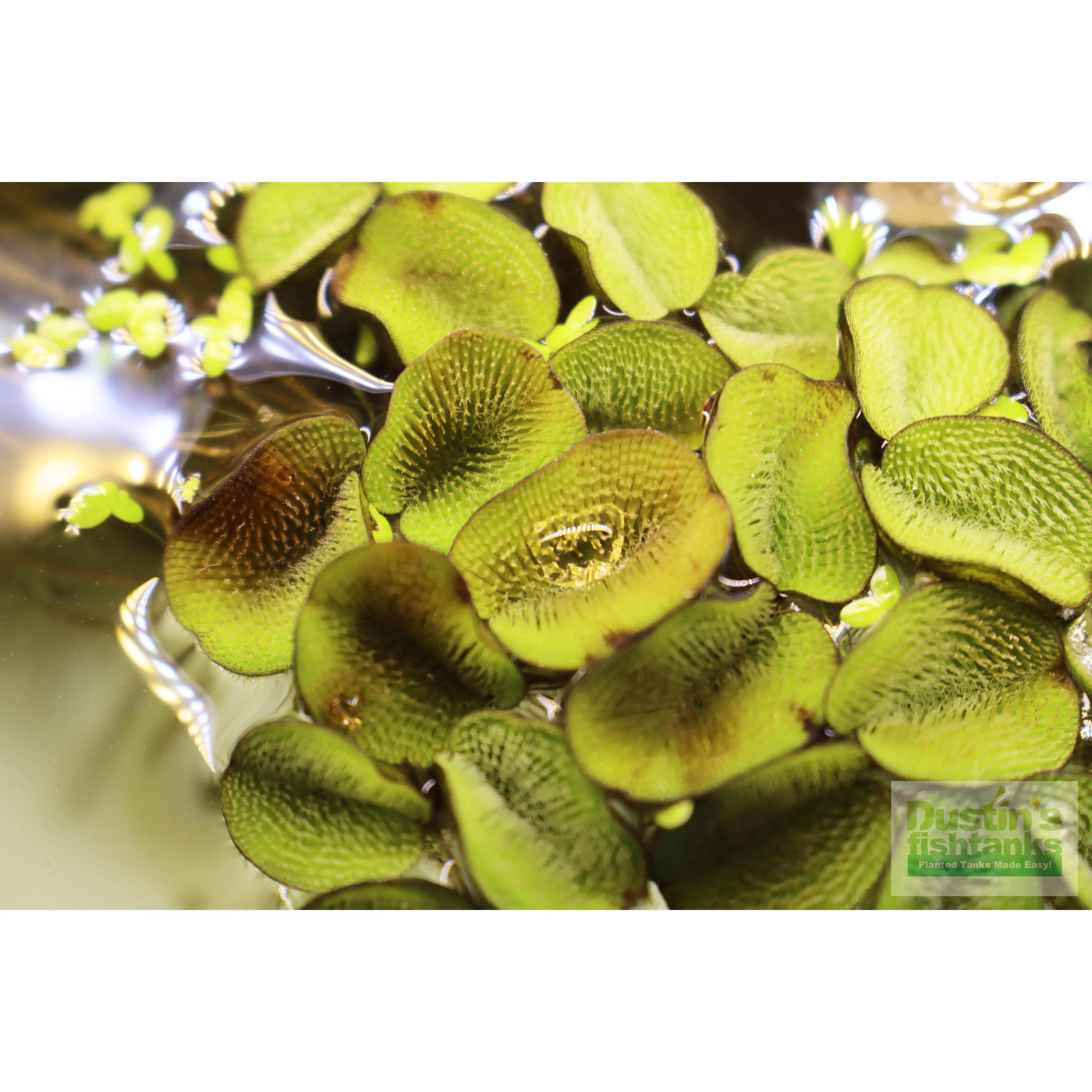 Salvinia Minima Salvinia Minima