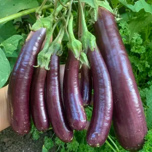 350 Long Purple Eggplant Seeds High Yield Variety with Tender Glossy Fruits for Home Garden All Seasons Heat Loving Container or Garden Beds
