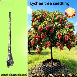 Lychee tree, 4-5 years old, healthy root system, self-pollinating, produces sweet fruit, great for home gardening, beginner-friendly Hardy Starter Plant