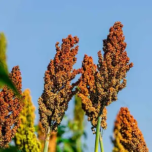 100pcs Sugar Cane Sorghum Seeds for Planting - Heirloom & Open-Pollinated Variety, Non-GMO Vegetable Seeds for Planting in The Home Garden