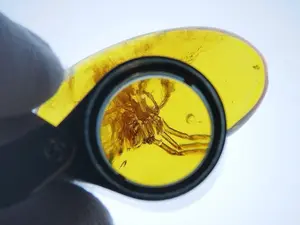 $225 piece of Amber