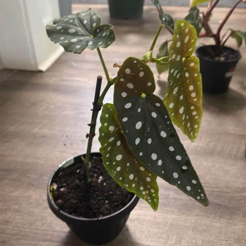 Begonia maculata