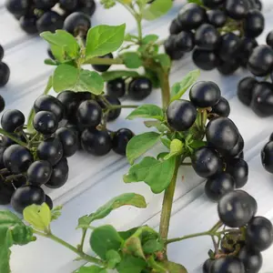 Garden Huckleberry Organic Seeds (Solanum melanocerasum) – A fast-growing, heat-loving nightshade that produces clusters of small, dark purple berries.