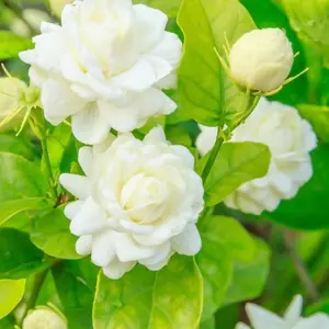 30-40 Jasmine Seeds: Learn to Quickly Grow a Fragrant and Beautiful Garden