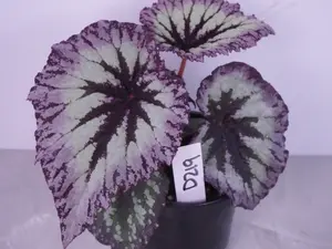 Begonia Fireworks | Colorful Begonia | Patterned Houseplant