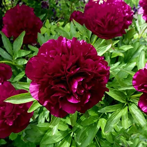 Black Raspberry Peonies Flowers - 3 Bulbs - Spring Blooming Fragrant Perennial Flowers, Ideal for Gardens, Walkways and Outdoor Living Areas - Attracts Butterflies, Bees & Hummingbirds