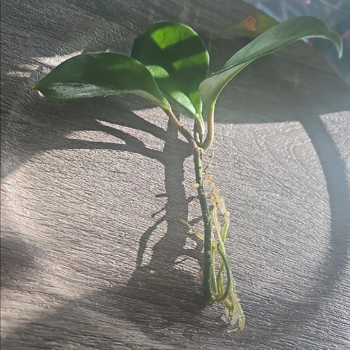 hoya rooted - free ship