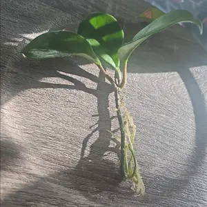 hoya rooted - free ship