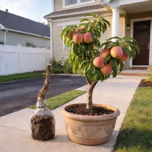 Peach Tree Seedlings High Survival Rate Fast Growing Sweet Juicy Fruit Non-GMO Organic for Home Garden Balcony Indoor Outdoor Planting