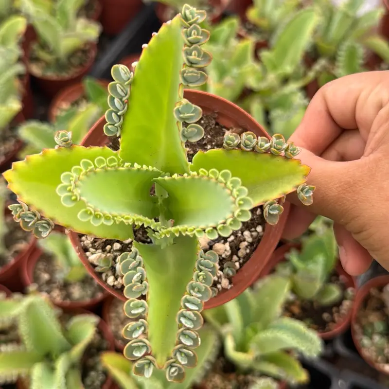4” mother of thousands plant