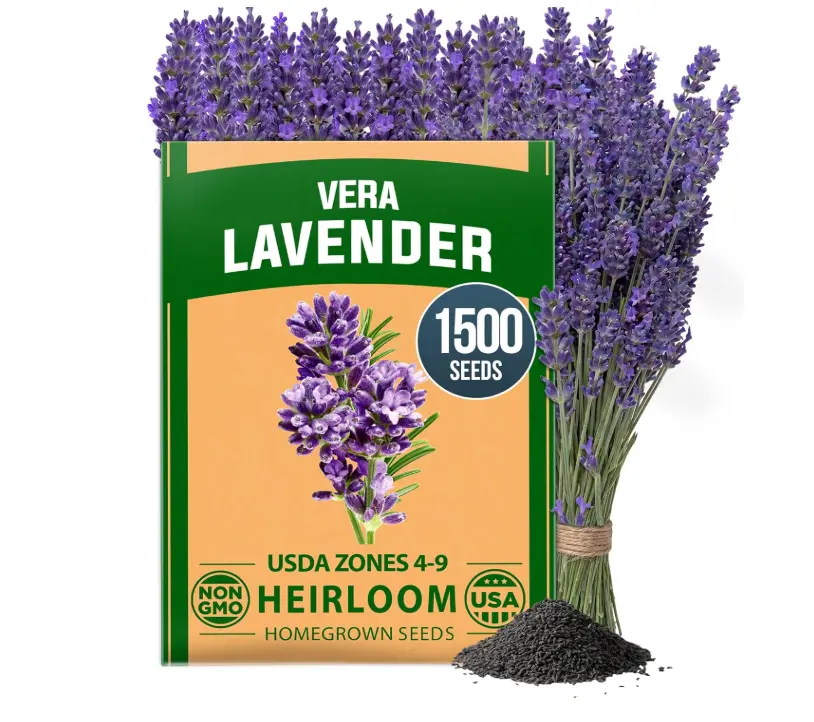 HOME GROWN Non GMO English Lavender Seeds 1,500+ Wildflower Seed for Planting Indoor/Outdoor, High Germination, Plant Flower Seeds (Lavandula antustifolia)
