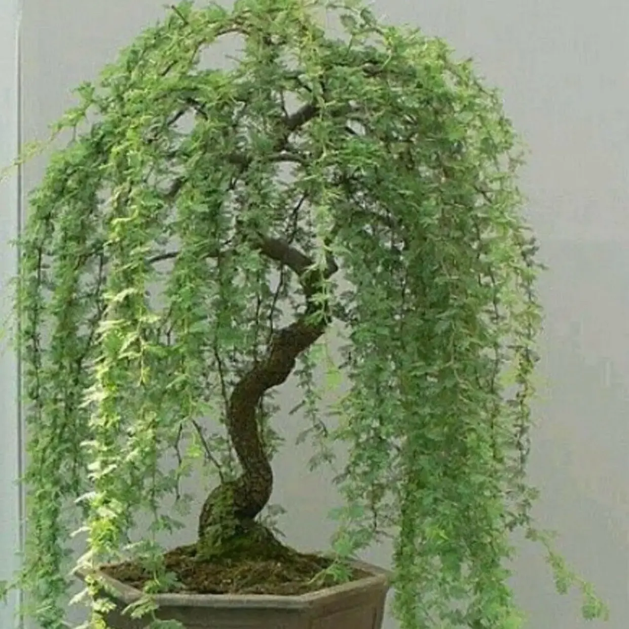 Money Tree Bonsai Fresh Cutting - Thick Trunks Fast Growing Light Bonsai Indoor, DIY Ideal for Home Decor and Care