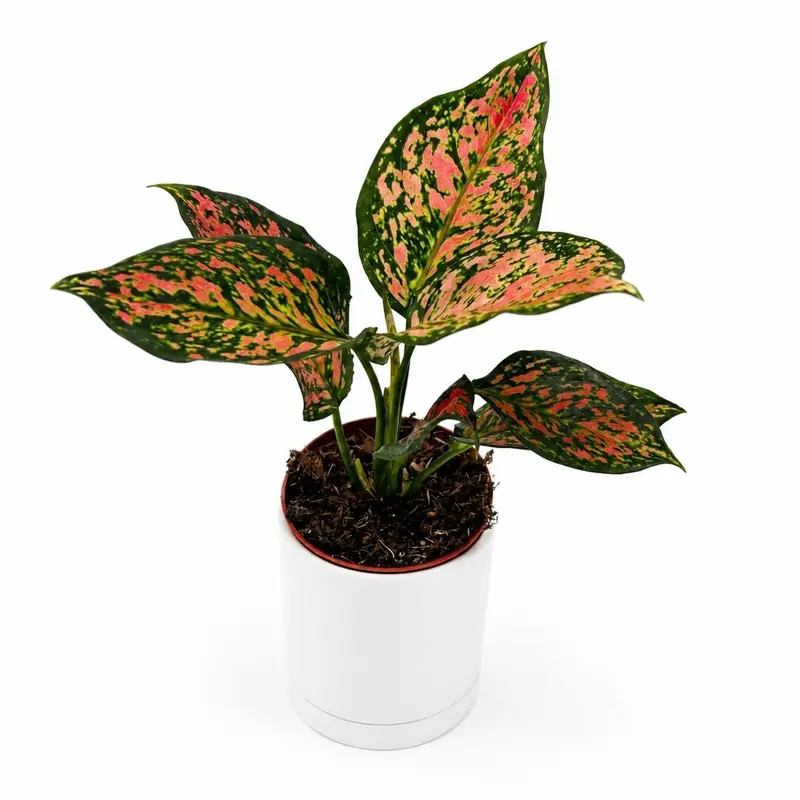 Aglaonema ‘Katrina’ 4” Pot – Rare Pink Chinese Evergreen | Easy-Care Low-Light Houseplant