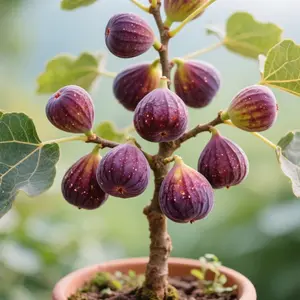 200 Cold Hardy Fig Tree Seeds – Fast Growing Fruit Plant, Winter Resistant, Ideal for Backyard & Home Garden Planting