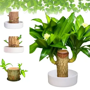Brazilian Wood Plant,Lucky Wood Plant with Plastic Tray,EasyCare Brazilian Wood Hydroponic Plant,Easy Grow BrazillianWood Money Tree, Brazilian Lucky Wood Housewarming Giftfor Home,Office