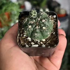 Gymnocalycium Baldianum Dwarf Cactus | Cactus Plant | 2”