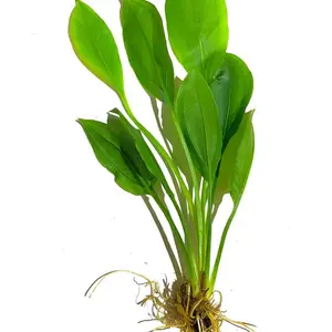 BUY 2 GET 1 FREE!!! Amazon Sword Echinodorus Bleheri Live Aquarium Plants Rooted