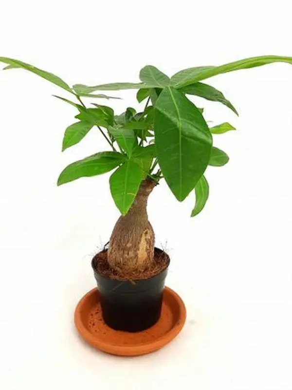 Money Tree Seedling, Easy Growing Tropical Houseplant for Indoor Garden Decor