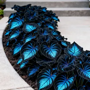 Sapphire Vein Hosta Seeds Perennial Shade Plant for Garden and YardNon-GMO USA Made with Easy Care instructions forVersatile Growth in Shaded Areas