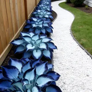 Hosta Seeds Perennial Shade Plant for Garden and Yard Non-GMO Easy Care Instructions Versatile Growth in Shaded Areas USA Grown