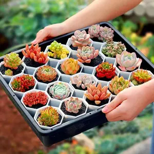 Must-have for gardening enthusiasts: 12 pieces of succulents with roots, at least 10 different varieties combinations