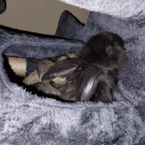 【Crazy Price】Yaheetech 54"/57''/63"/79"/82" Cat Tree Multilevel Cat Tower with 2 Condos & Dangling Ball & Round Platform & Ladder