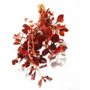 Ludwigia "Triple Red" Easy RED!