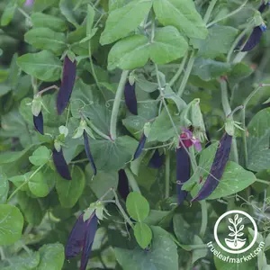 Pea Seeds - Snap - Purple Magnolia