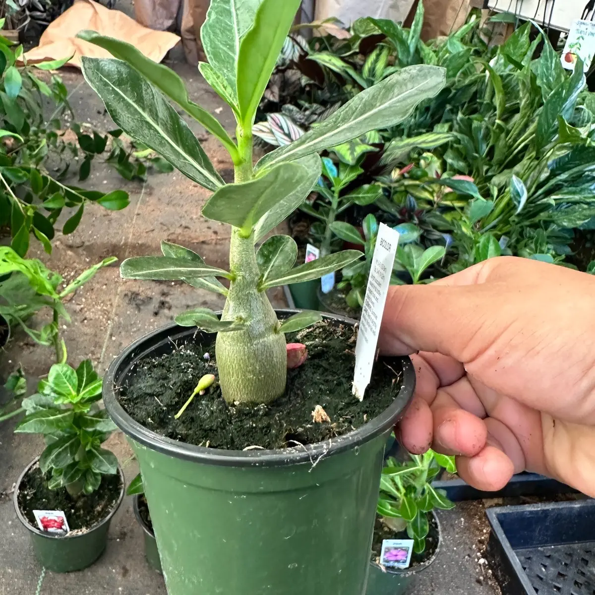 Desert rose plant 4 inch pot live plant choose color