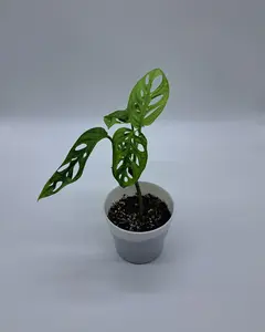 Swiss Cheese Plant