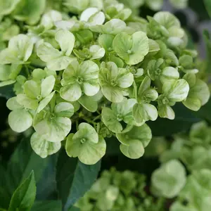 Fairytrail™ Green Cascade Hydrangea