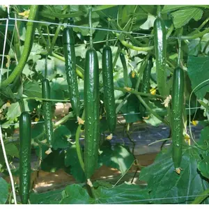 Cucumber Seeds - China Jade, Natural Seed with No Artificial Additives, Ideal for Cucumber Cultivation
