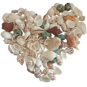 300g/400g Sea Shells Bulk Mixed Ocean Beach Seashells for Craf, Various Sizes Natural Sea Shell for Crafts, Home Decorations, Beach Theme Party, Wedding Decor, DIY Crafts, Crafting Shells Decorative Piece Decorative Figurine