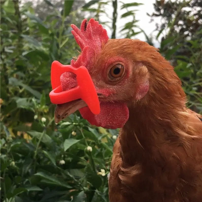 20 pcs Chicken Glasses Visor Anti-pecking blinders