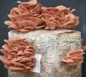 Pink Oyster Mushroom Table Top Farm Indoor Grow Kit