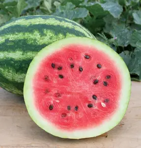 50 Pcs Watermelon Seeds Fresh Garden Seeds