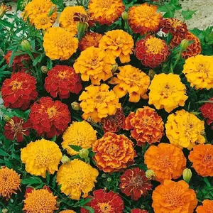 200 Pcs Marigold Seeds for Planting – Vibrant Summer Blooms, Fast Growing High Yield Flowers for Borders, Raised Beds & Outdoor Landscaping