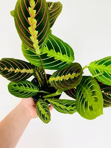 Maranta Leuconeura - Cherry Lime Prayer Plant - 4" Pot