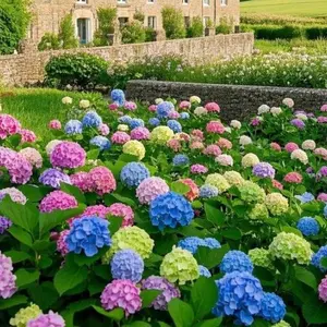 200Pcs Mixed-Color Hydrangea Seeds – Rare & Vibrant Flowering Shrubs for Home & Garden, Easy to Grow, Hardy & Low Maintenance