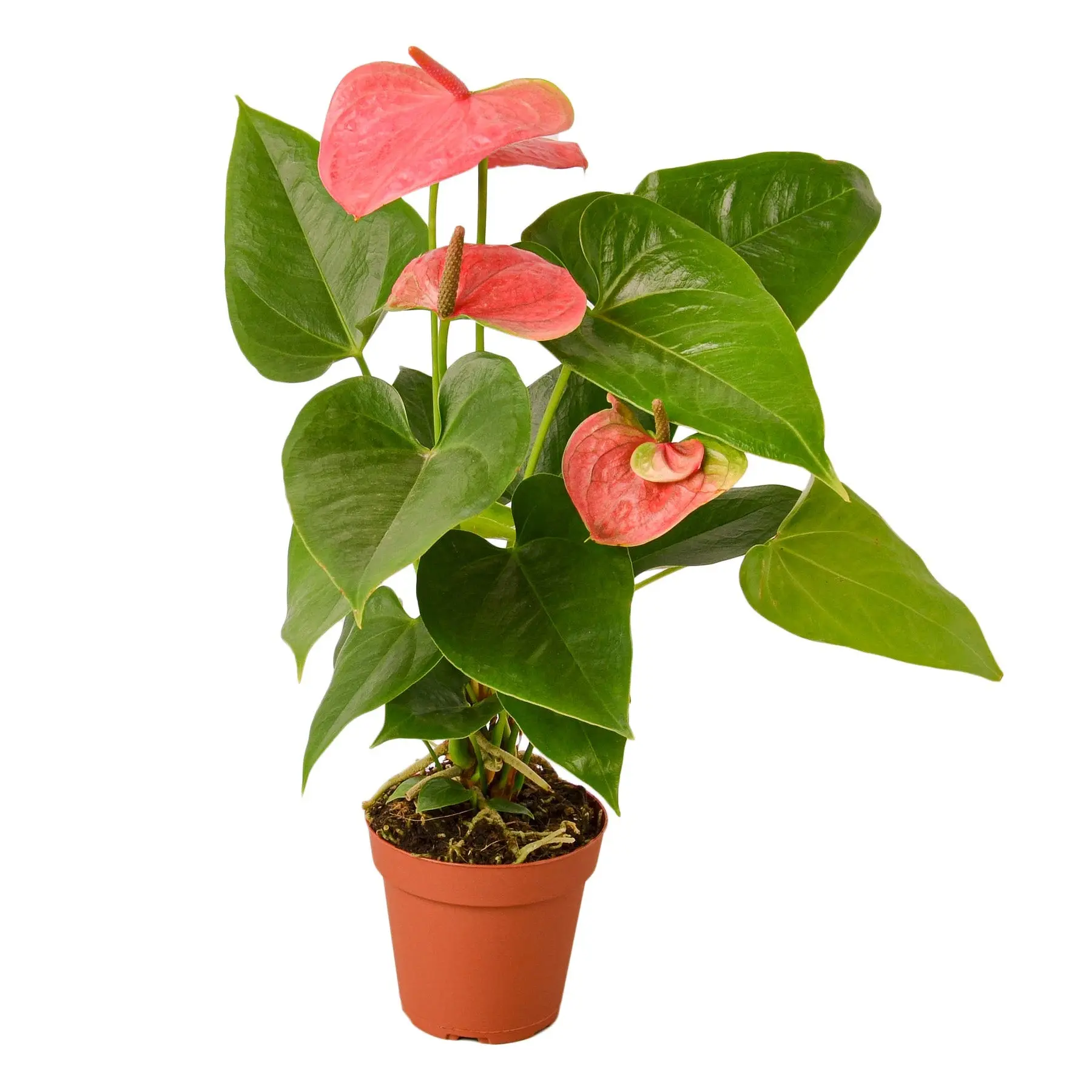 Anthurium 'Pink' indoor houseplant