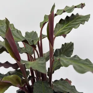 Calathea rufibarba "furry feather" 6" pot Pet-Friendly Live Houseplant with Unique Patterned Leaves, Easy Care, Indoor Plant for Any Universal Setting