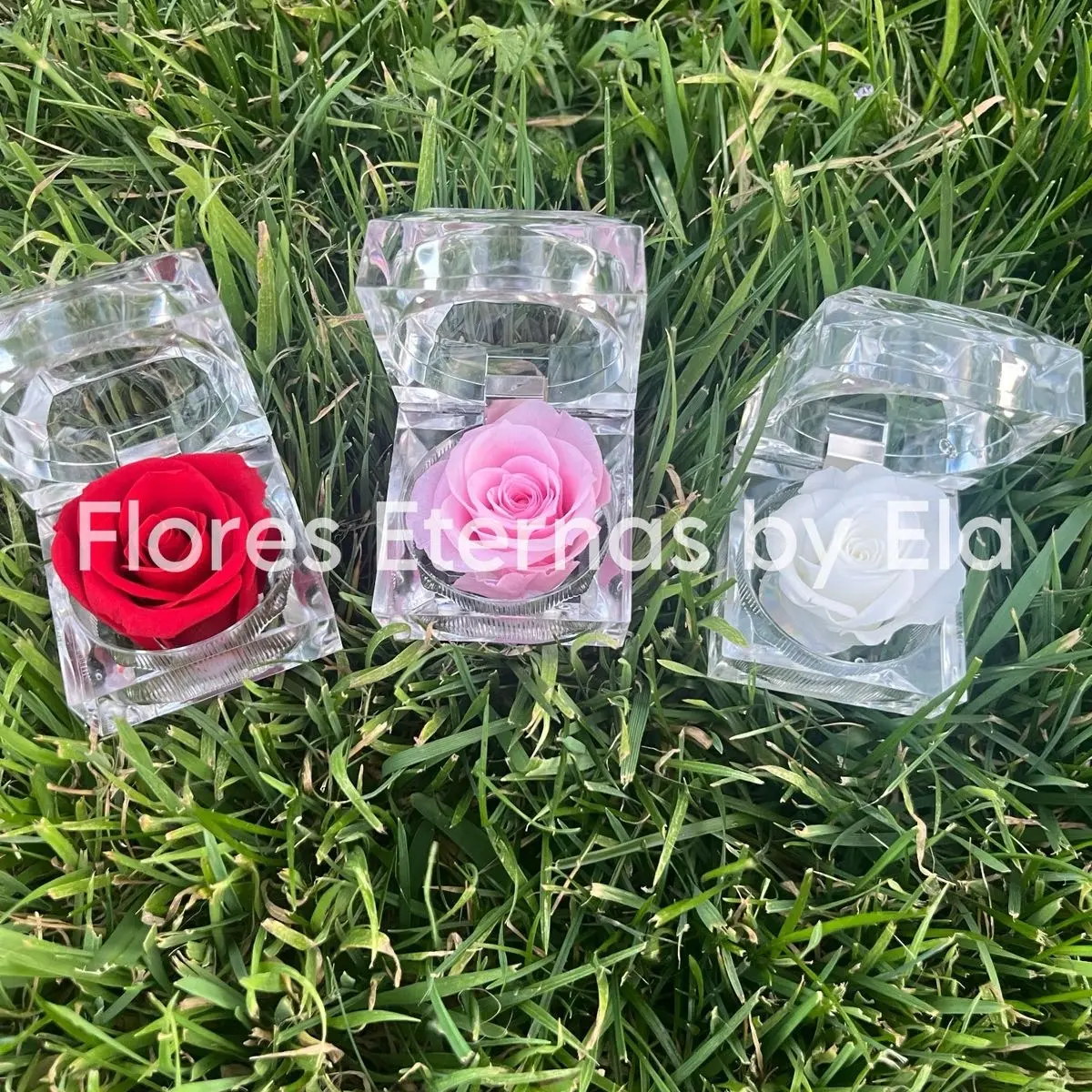 Preserved rose in acrylic ring box