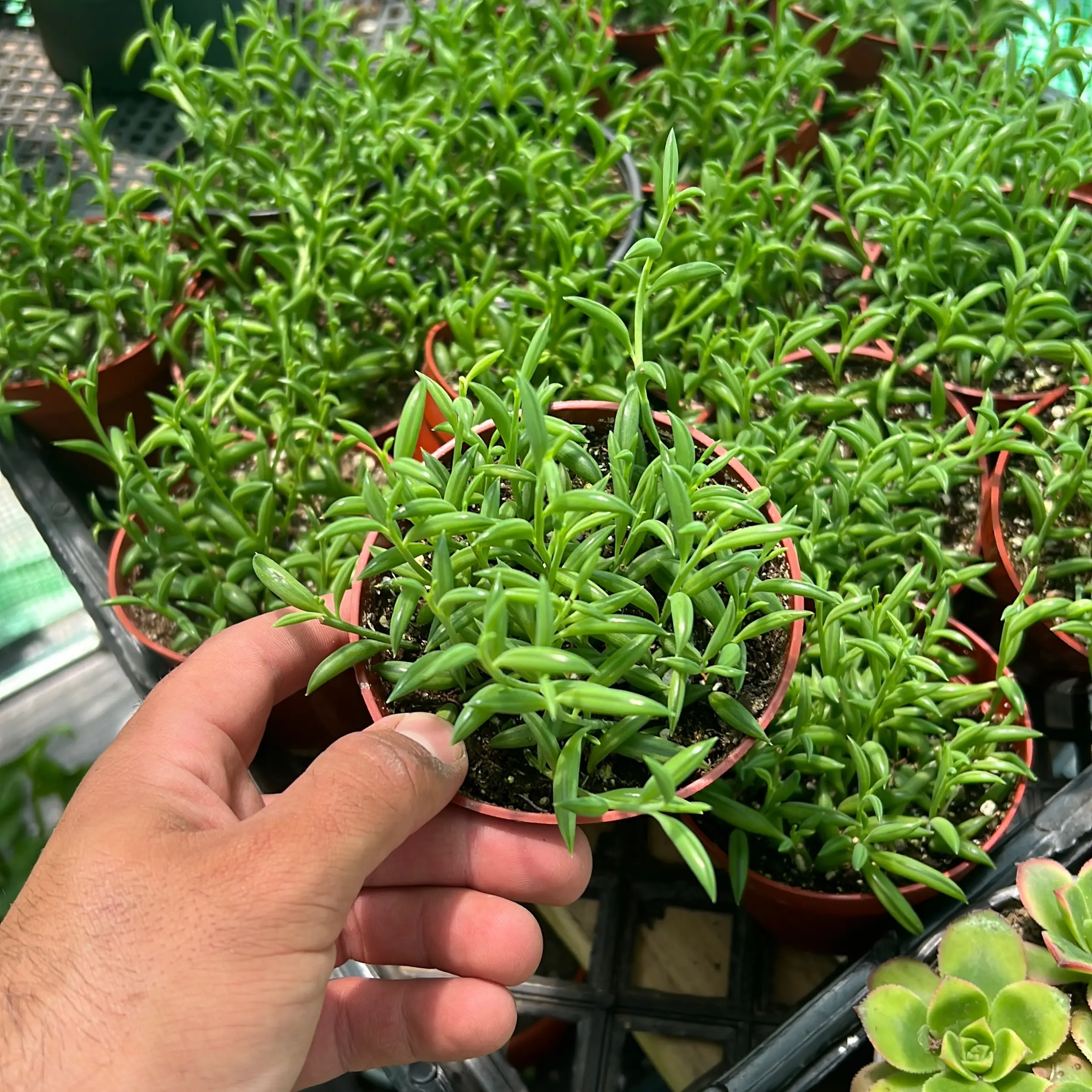 string of bananas | 4”