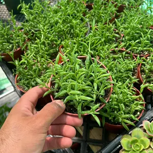 string of bananas | 4”