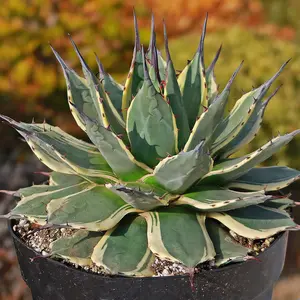 Agave applanata 'Cream Spike'