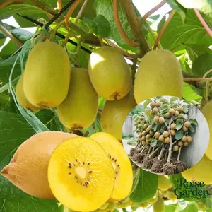 Kiwi seedlings (3-year-old seedlings) are currently in the planting period and will bear fruit next year. High nutritional value, rich in vitamins, suitable for courtyard/balcony/park planting