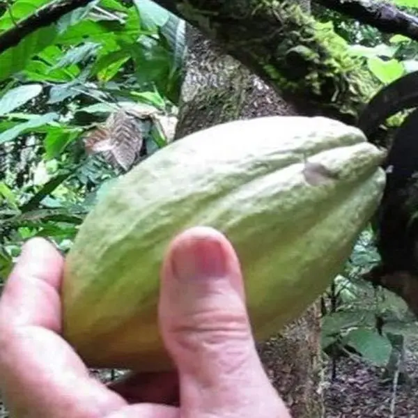 Bocas Cacao Farm Tour, Half Day