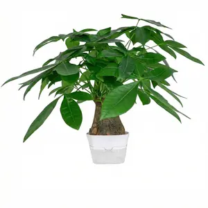 Live Money Tree Plant in Decorative Pot - Air Purifying, Feng Shui Products, Indoor Use, Symmetric Look, Ideal for Home or Office Decor, Great Housewarming or Birthday Gift